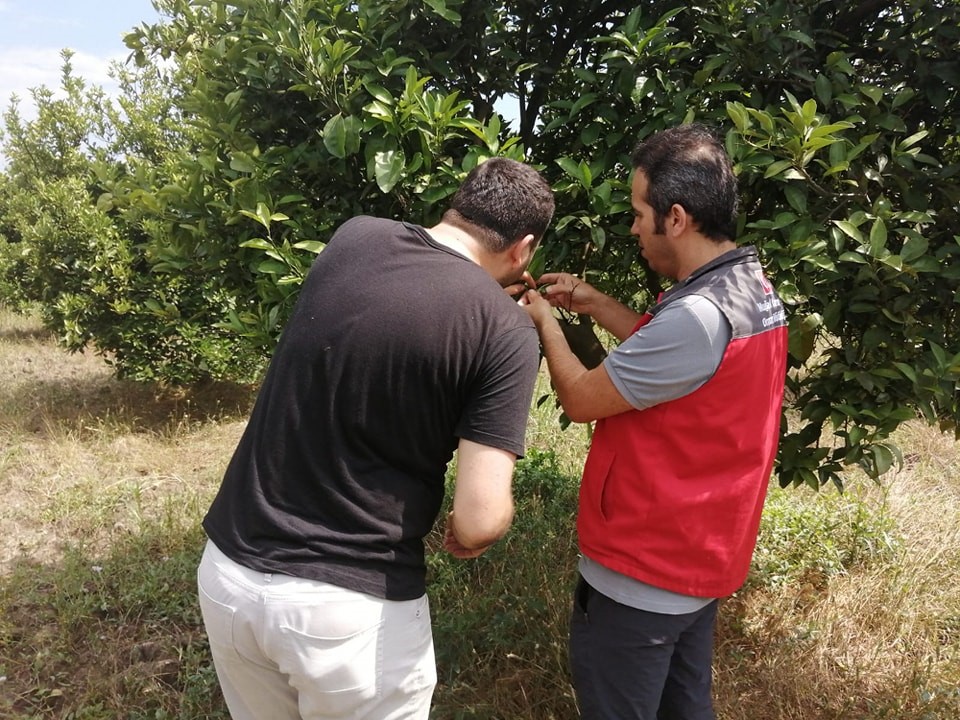 Muğla’nın Köyceğiz ilçesinde narenciye