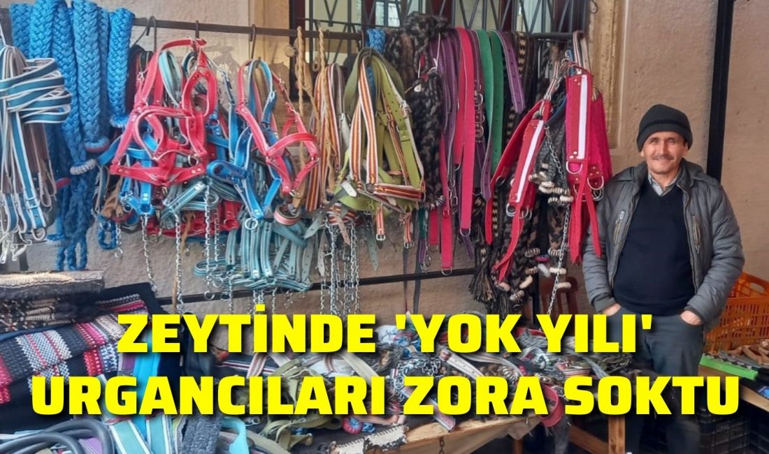 Aydın’da bu yıl zeytin