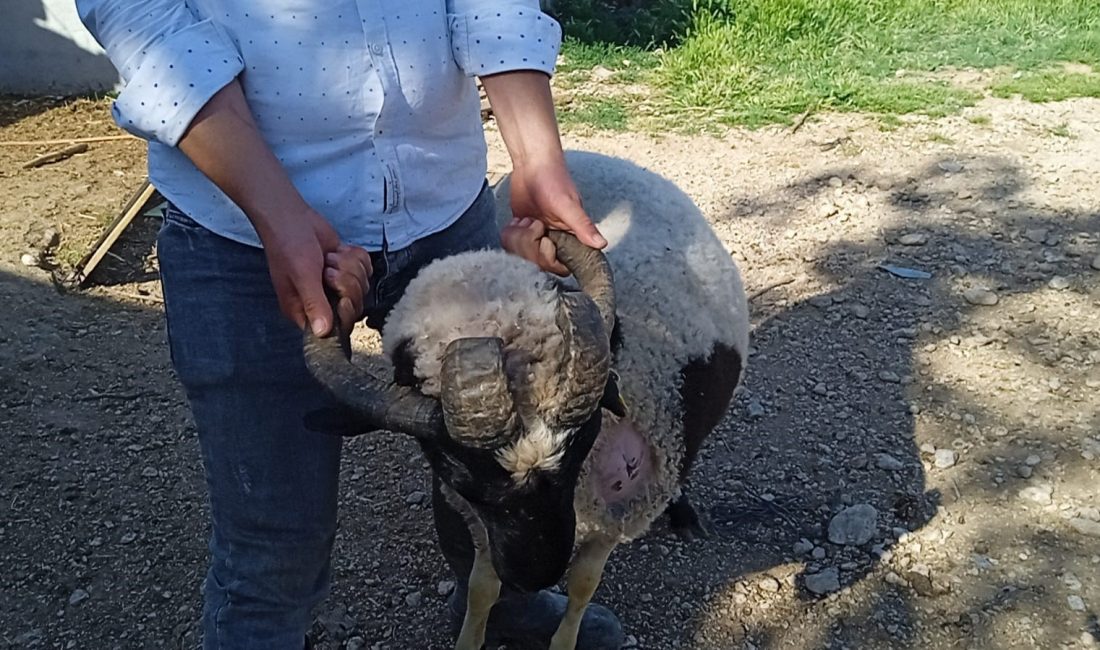 Denizli’de bir hayvan yetiştiricisi,