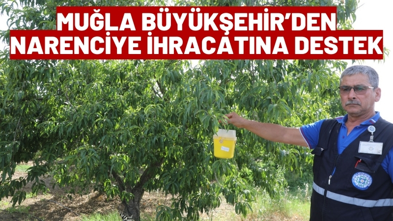 Muğla Büyükşehir Belediyesi narenciye