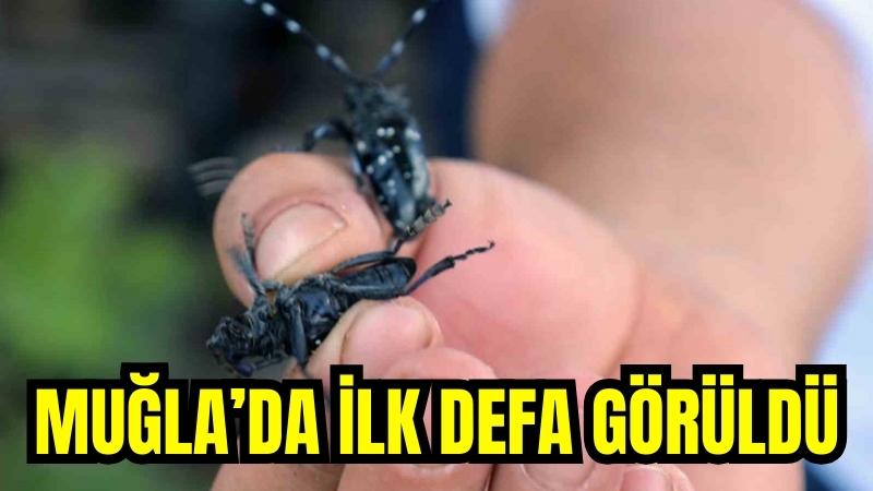 Muğla’da ilk defa görüldü, ekipler alarma geçti