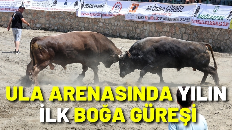 Ula arenasında yılın ilk boğa güreşi