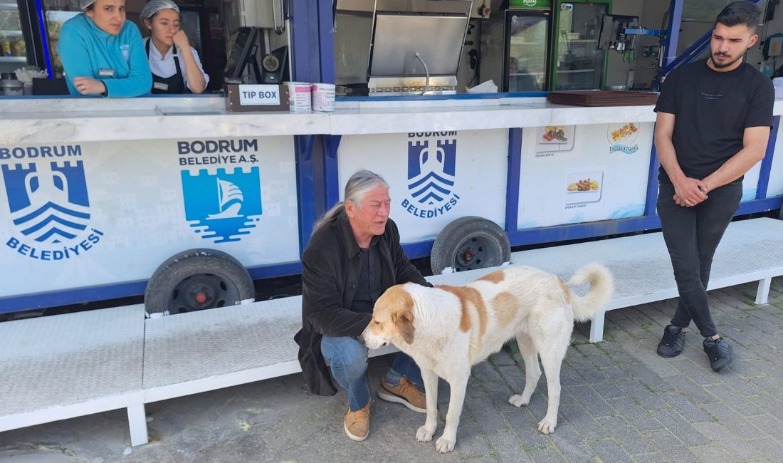 Bodrum Belediyesi Veteriner İşleri