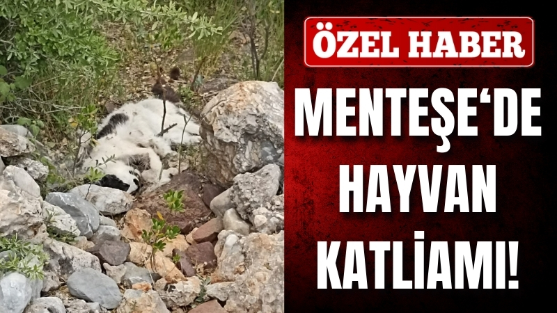 Kedi, köpek, kuş… Muğla’da hayvan katliamı!