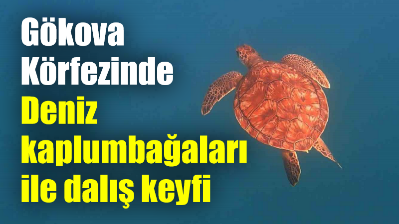 Gökova Körfezinde Deniz kaplumbağaları ile dalış keyfi