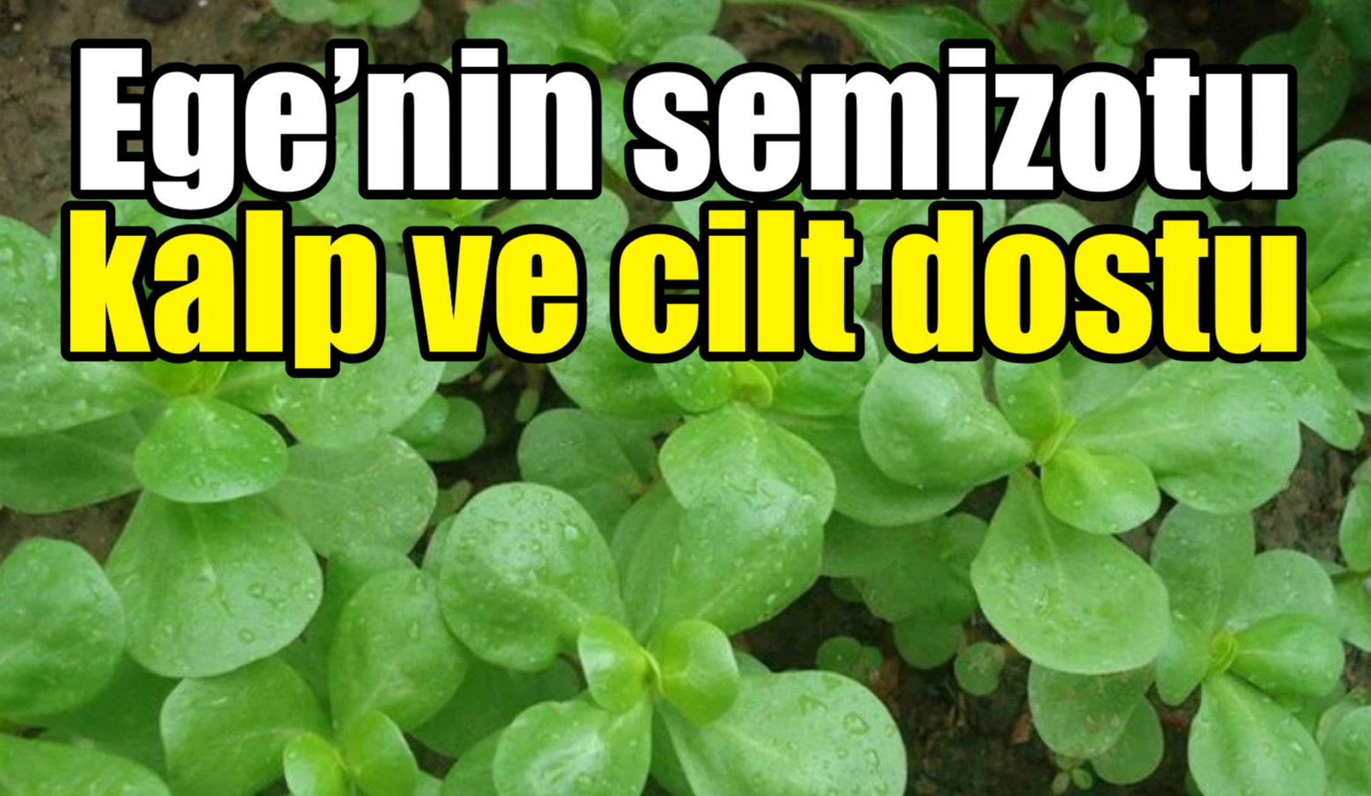 Ege’nin semizotu kalp ve cilt dostu