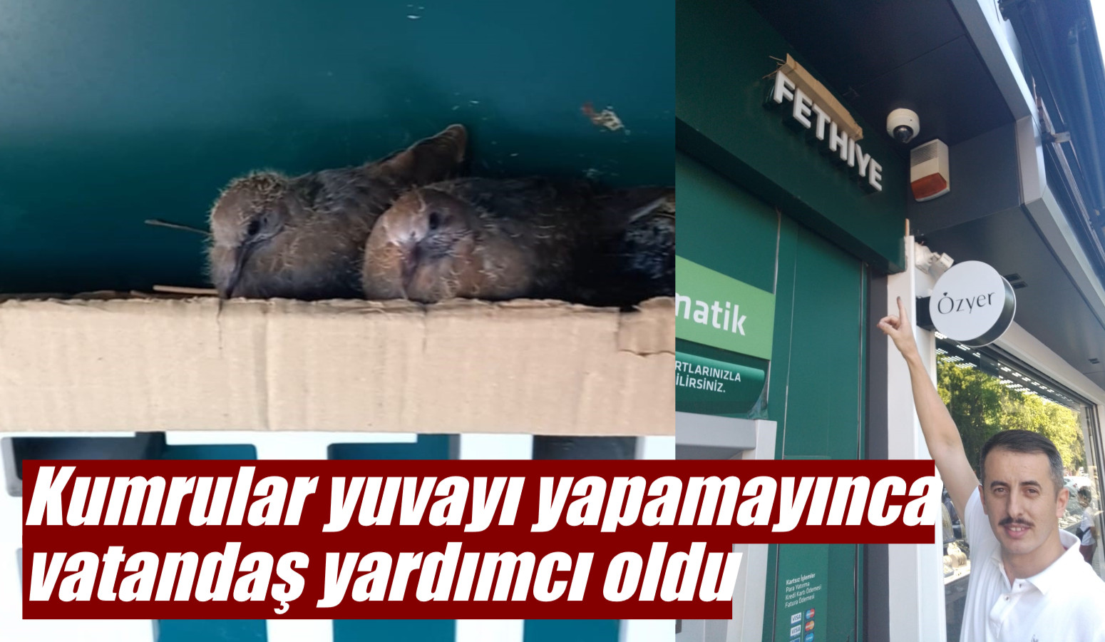 Kumrular yuvayı yapamayınca vatandaş yardımcı oldu