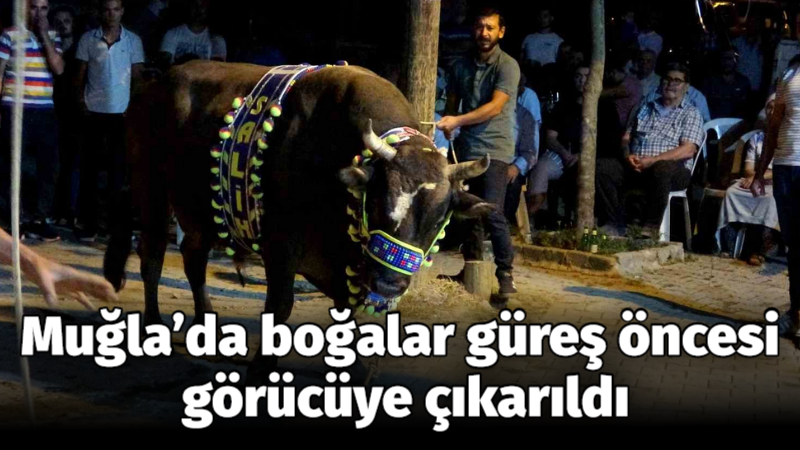 Muğla’da boğalar güreş öncesi görücüye çıkarıldı