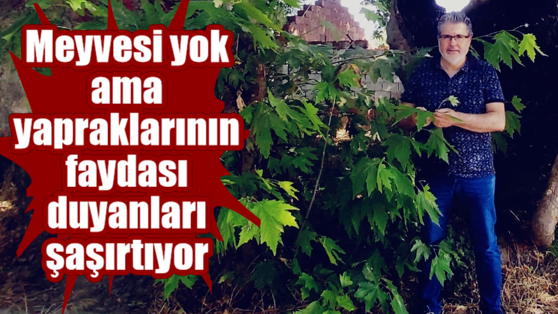 Meyvesi yok ama yapraklarının faydası duyanları şaşırtıyor