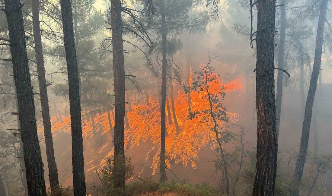 Kütahya’nın Gediz ilçesinde çıkan