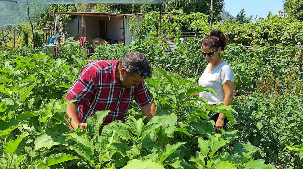 Ortaca, zencefil ve zerdeçal üretim merkezi olma yolunda ilerliyor