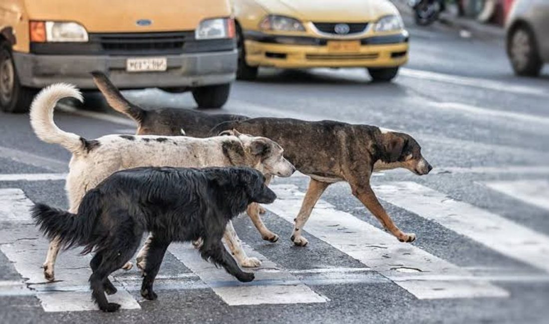 Tarım, Orman ve Köyişleri