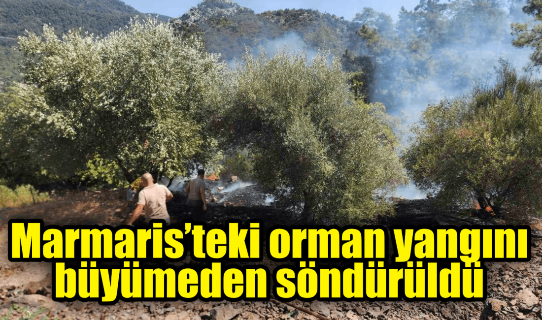 Muğla’nın Marmaris ilçesinde ormanlık