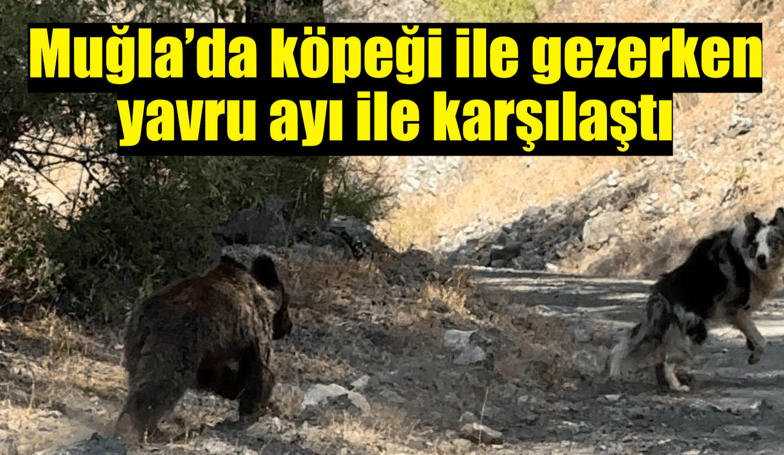 Muğla’da köpeği ile gezerken yavru ayı ile karşılaştı