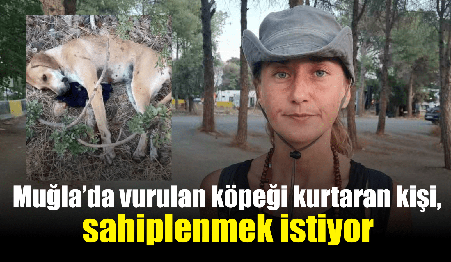 Muğla’da vurulan köpeği kurtaran kişi, sahiplenmek istiyor