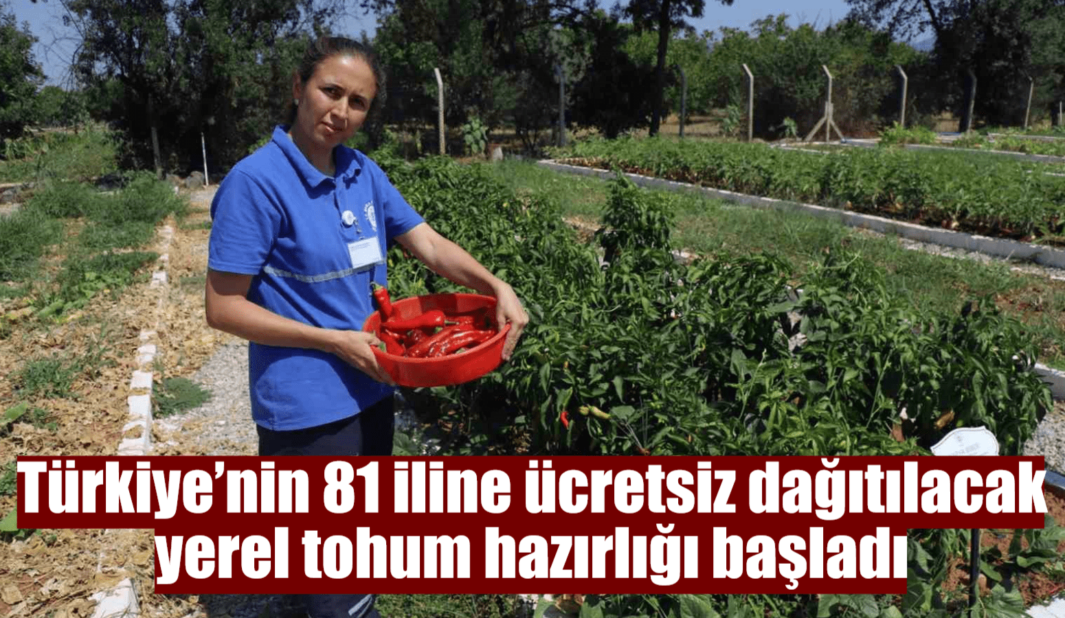 Türkiye’nin 81 iline ücretsiz dağıtılacak yerel tohum hazırlığı başladı