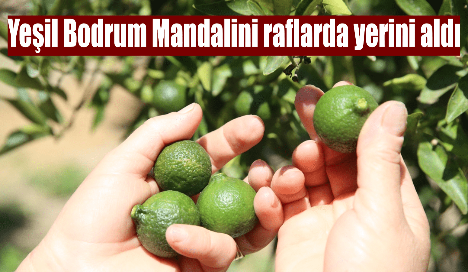 Yeşil Bodrum Mandalini raflarda yerini aldı