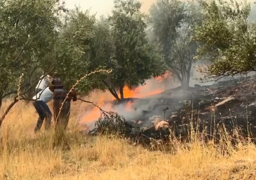 Aydın’ın Germencik ilçesinde zirai