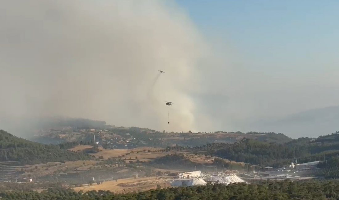 Aydın’ın Bozdoğan ilçesindeki orman