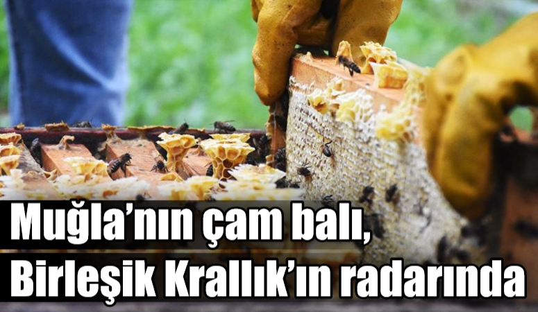 Muğla’nın çam balı, Birleşik Krallık’ın radarında