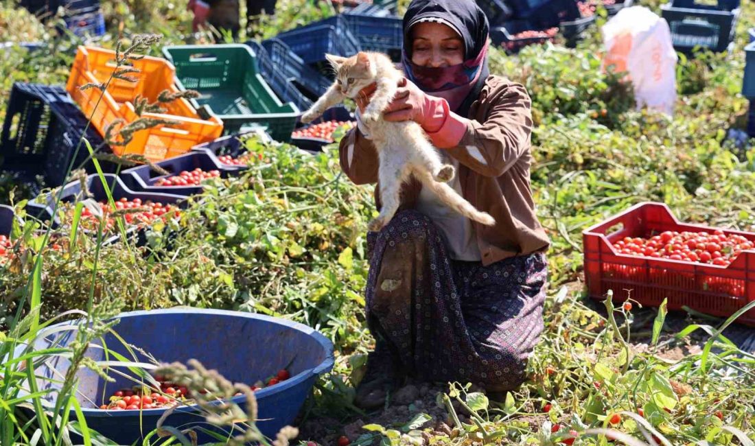 Aydın’da tarım işlerinde çalışan