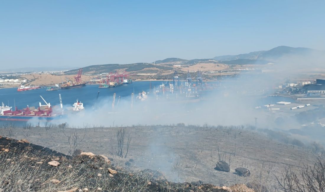 İzmir’in Aliağa ilçesinde ormanlık