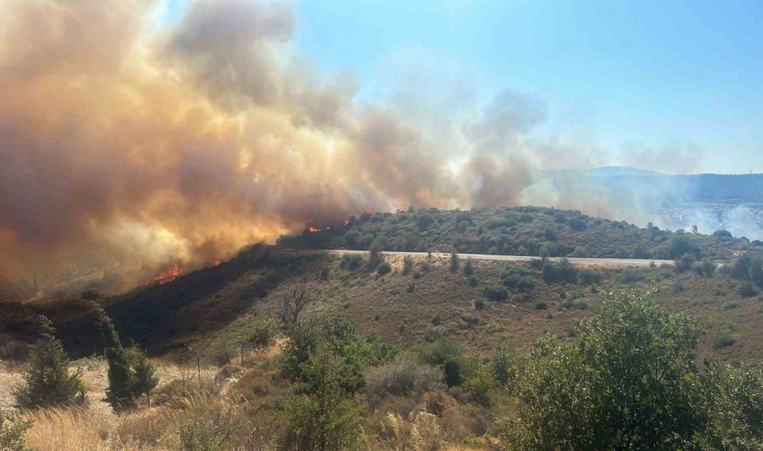 İzmir’in Urla ilçesinde ormanlık