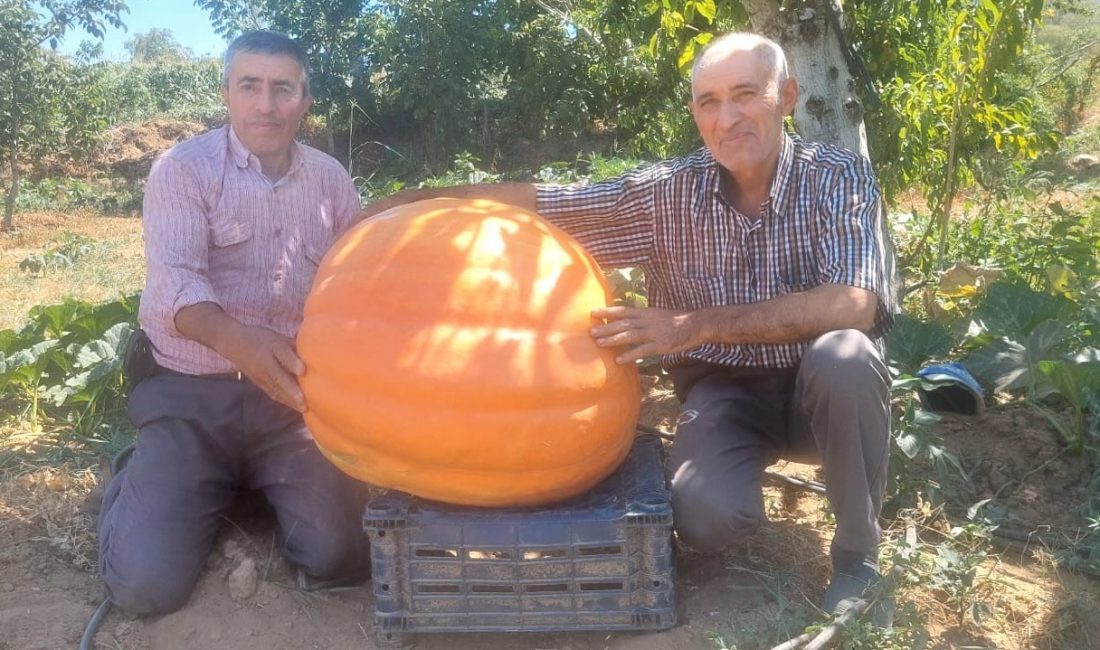 Manisa’nın Sarıgöl ilçesinde eşe