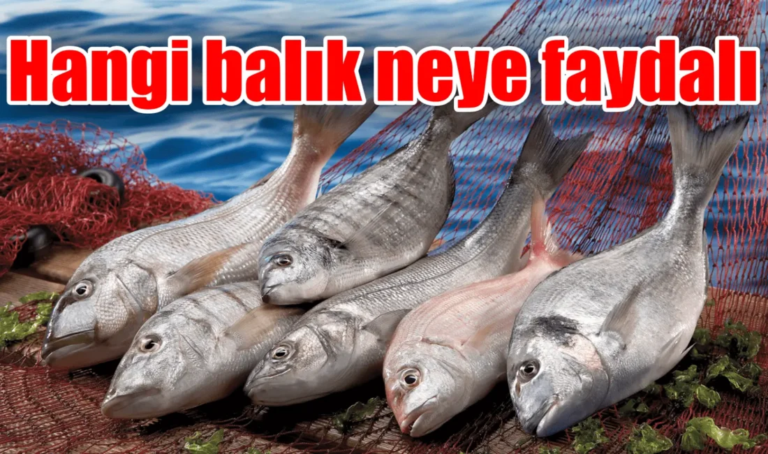 Eylül ayı, Türkiye’de balık