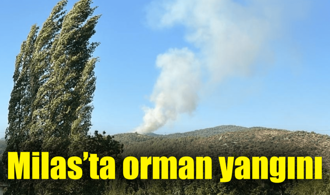 Muğla’nın Milas ilçesindeki ormanlık