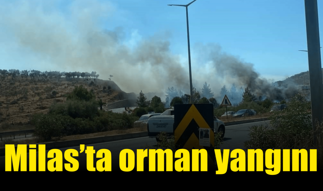 Muğla’nın Milas ilçesinde çıkan