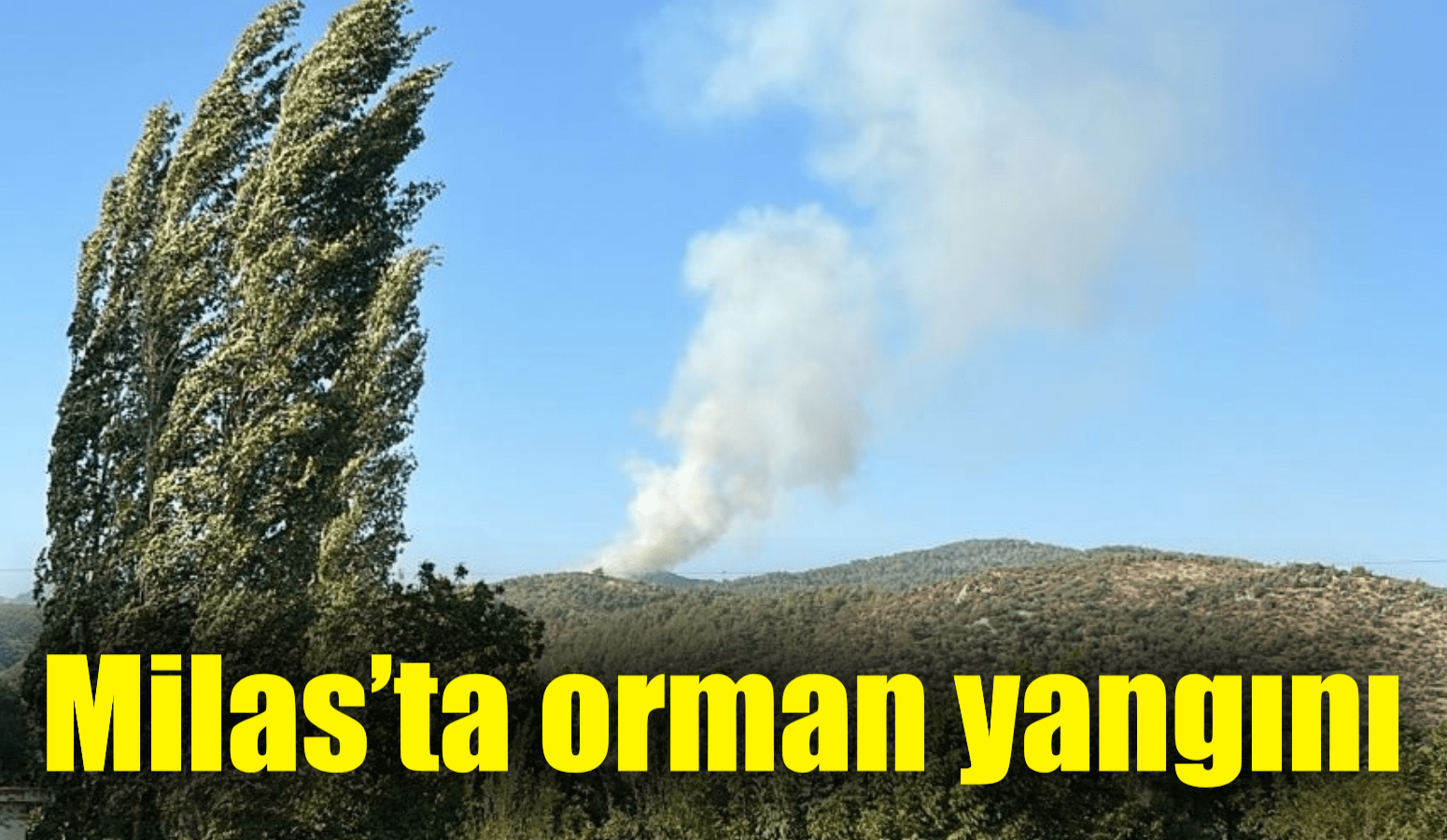 Milas’ta orman yangını