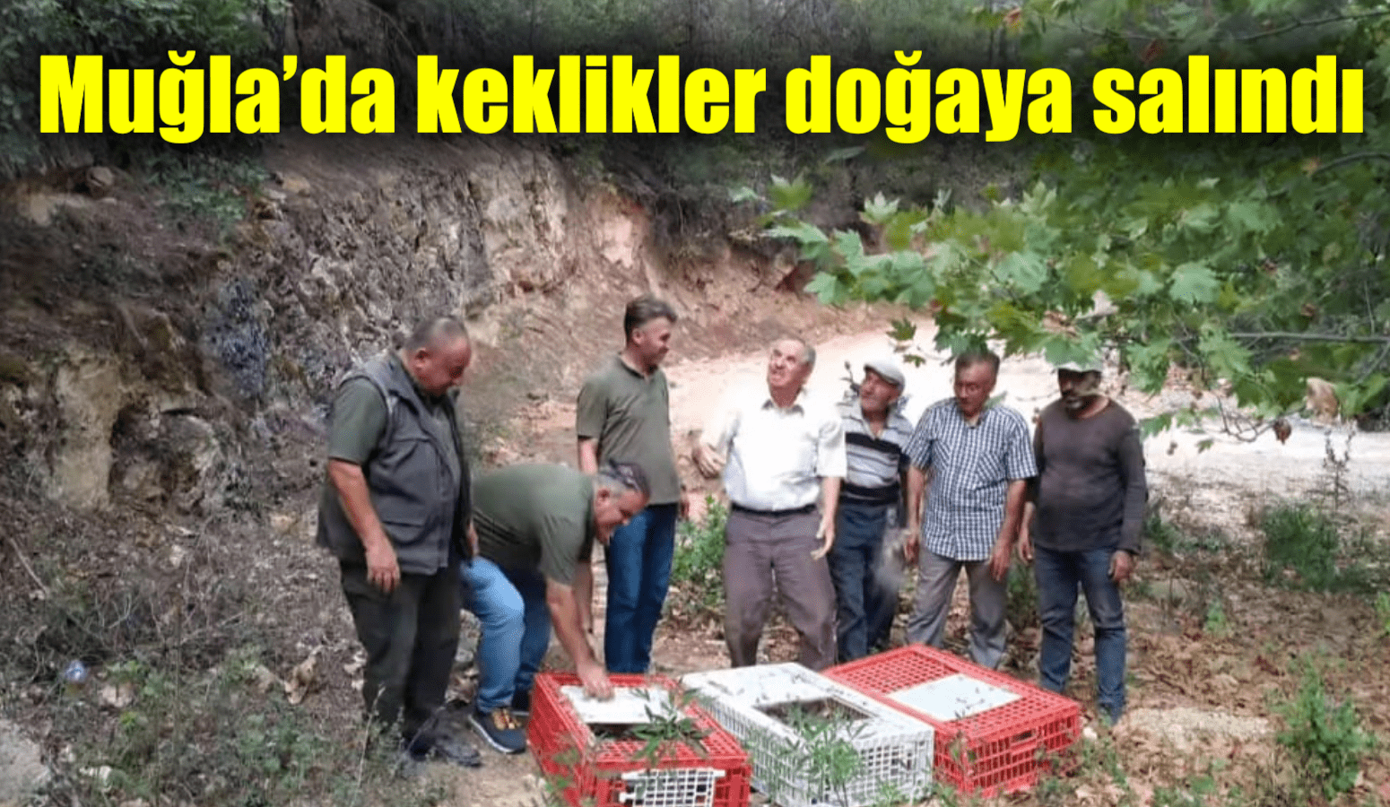 Muğla’da keklikler doğaya salındı