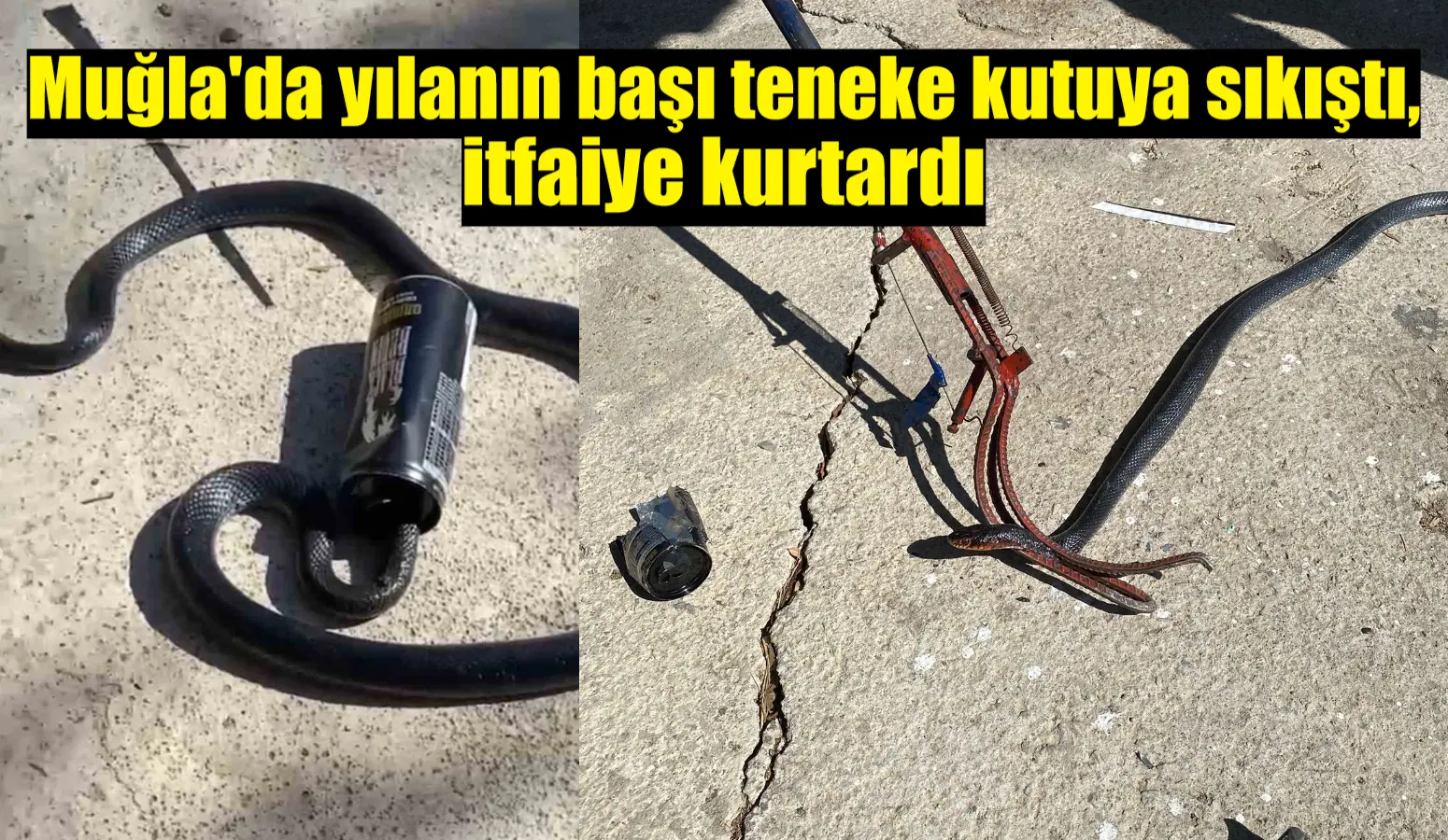 Muğla’da yılanın başı teneke kutuya sıkıştı, itfaiye kurtardı