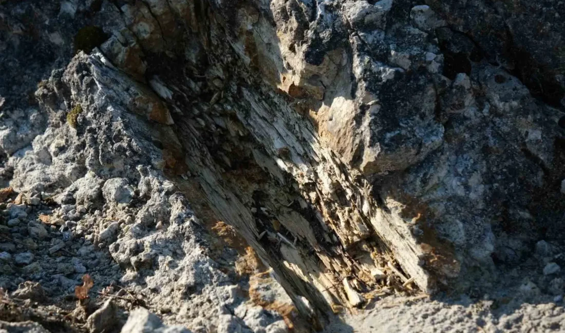 Manisa’nın Yunusemre ilçesinde yaklaşık