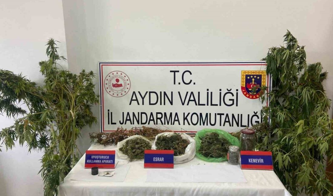 Aydın’ın İncirliova ilçesinde mısır