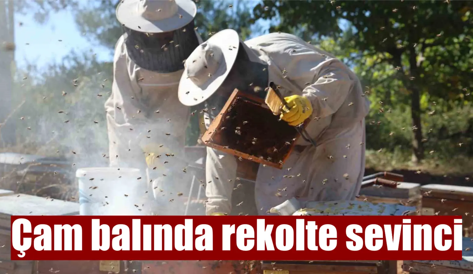 Çam balında rekolte sevinci