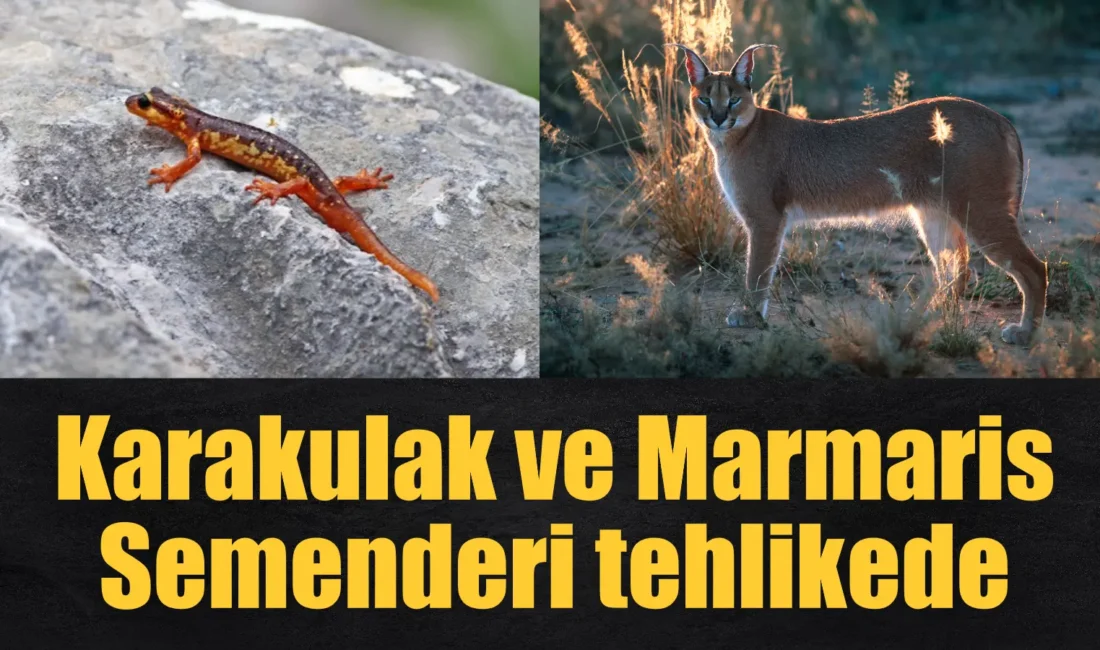 WWF’in (Dünya Doğayı Koruma