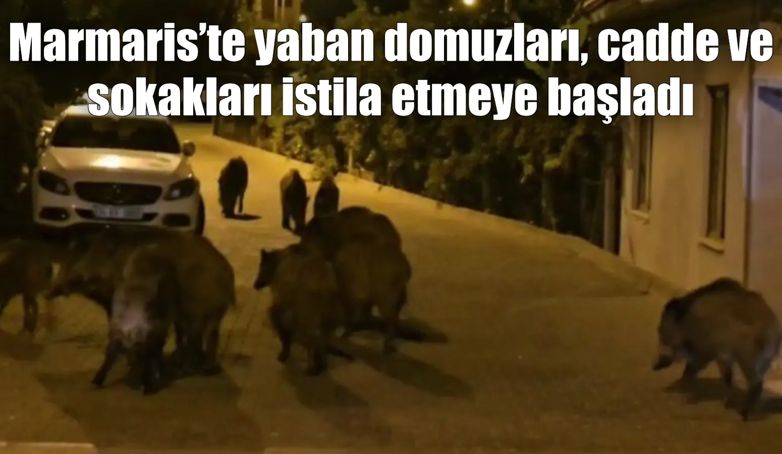 Marmaris’te yaban domuzları, cadde ve sokakları istila etmeye başladı