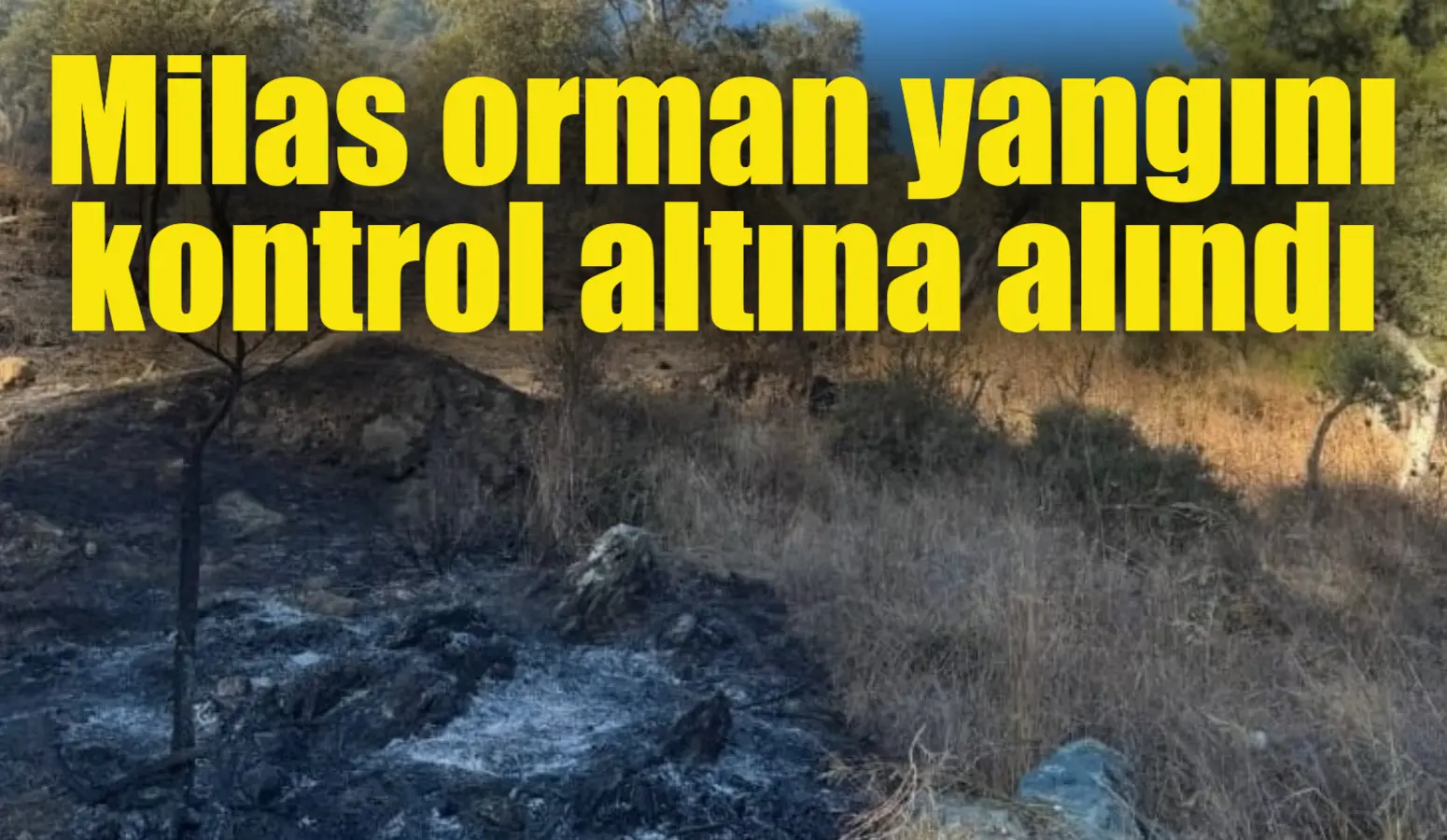 Milas orman yangını kontrol altına alındı