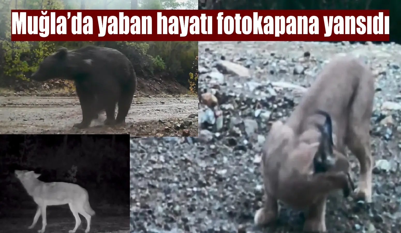 Muğla’da yaban hayatı fotokapana yansıdı