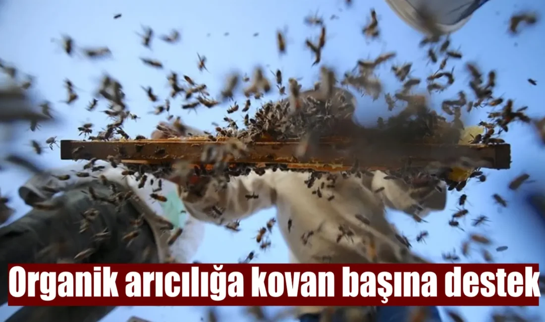 Organik arı yetiştiricilerine kovan