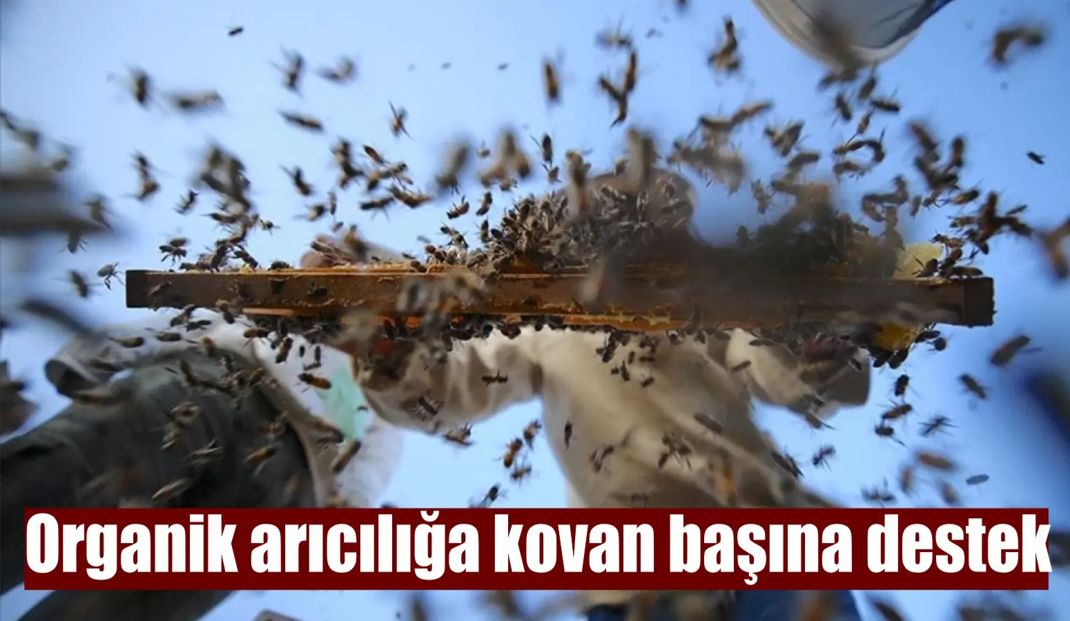 Organik arıcılığa kovan başına destek