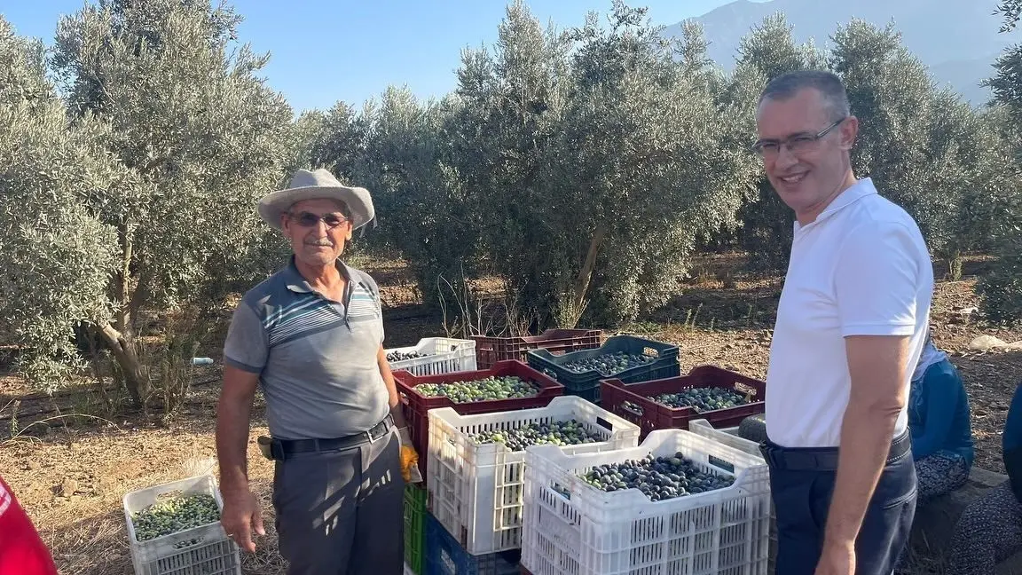 Fethiye Kaymakamı İsmail Hakkı Ertaş, zeytin hasadına katıldı