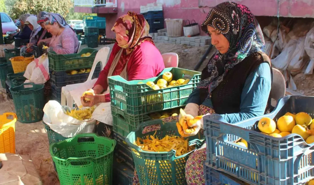 Manisa’nın Alaşehir ilçesinde hasadı