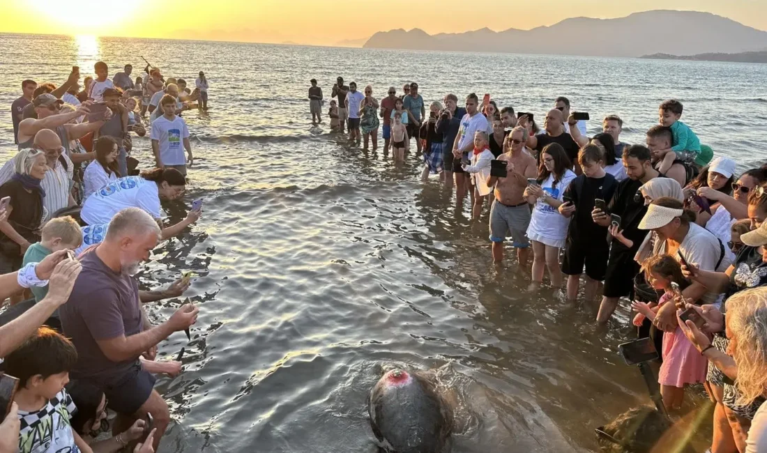 Muğla’nın Ortaca ilçesinde dünyaca