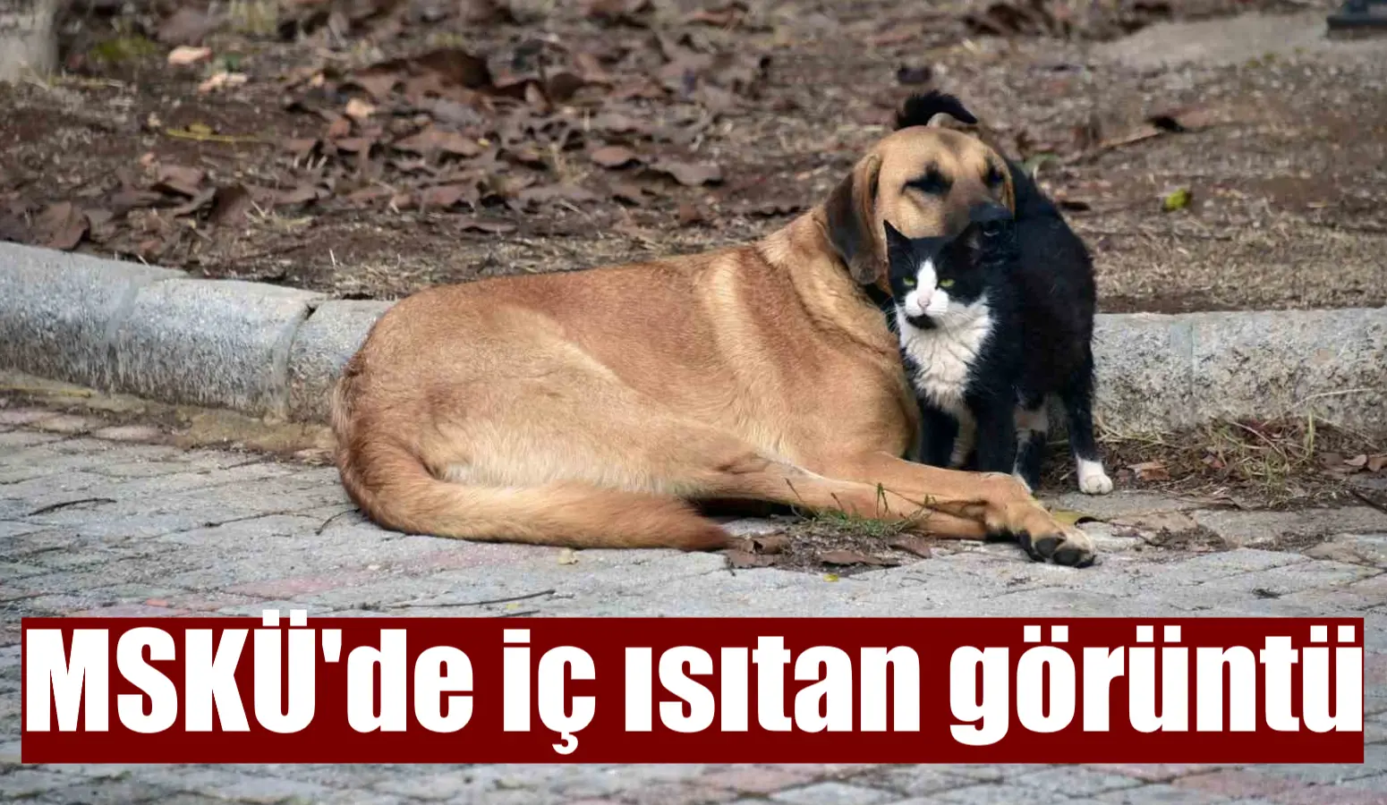 MSKÜ’de iç ısıtan görüntü