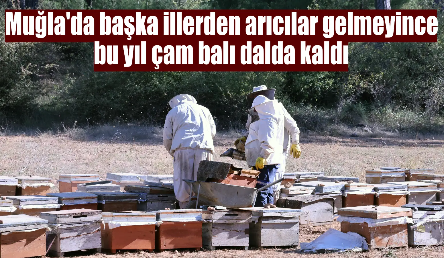 Muğla’da başka illerden arıcılar gelmeyip kovan sayısı azalınca, bu yıl çam balı dalda kaldı