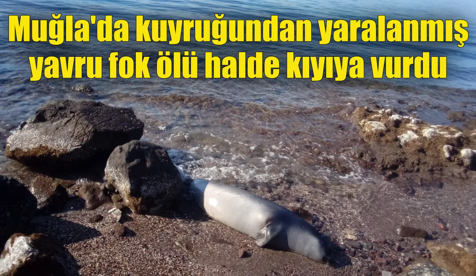 Muğla’da kuyruğundan yaralanmış yavru fok ölü halde kıyıya vurdu