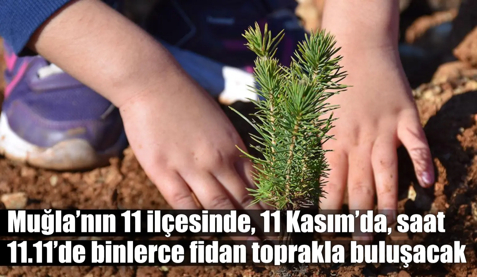 Muğla’nın 11 ilçesinde, 11 Kasım’da, saat 11.11’de binlerce fidan toprakla buluşacak